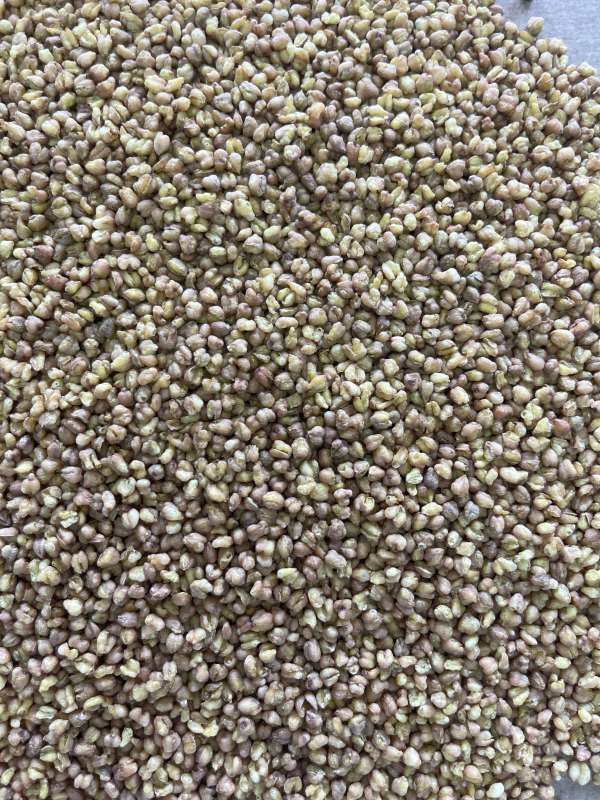 Buckwheat Tea - Natural Benefits in Every Cup - Image 2